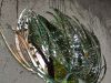 IMG_20240623_114943.thumb.jpg.2267d6f3b8960b63c0ed00133800dd64.jpg