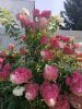 IMG_20240821_121629.thumb.jpg.9603eb8f4657c12dcd8faef1593855f0.jpg