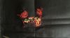 IMG_2821.jpeg
