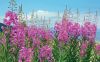 1704567884_vsegda-pomnim-com-p-kiprei-rasteniya-foto-56.thumb.jpg.ceb2f19fd2170a32e9d856c7b3a29302.jpg