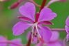 1704567940_vsegda-pomnim-com-p-kiprei-rasteniya-foto-55.thumb.jpg.3d47de88ec25bf1b19e5892e7e37bc6d.jpg