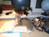 DSC08824.thumb.JPG.495ba558ea95a398a85f1a7cde653517.JPG