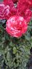 IMG-1ff668f2c770d2b7dd821287bd613a68-V.thumb.jpg.24277c5b4a9ee28e1996f1862f874465.jpg
