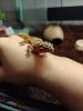 IMG-20240825-WA0001.thumb.jpg.9270eb5f2a078f866d71a069847b1748.jpg