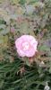 IMG-20240924-WA0019.thumb.jpeg.1bff89f6be1d7169542c7bc102d249e0.jpeg