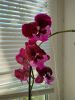 IMG20240906084438.thumb.jpg.b8ebb379352324ac4dda3926e813eec2.jpg