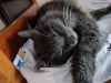 IMG20240909172849.thumb.jpg.91e596d84c9f7bbfbce4e7c323b519d6.jpg