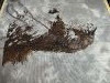 IMG_0536.jpeg