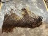 IMG_0551.jpeg