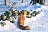 1051625633_RedFox.thumb.jpg.d033dcbf13e784d72ec377a2cf768d53.jpg