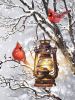 1113536404_CozyCardinals.thumb.jpg.d05812fcc32a17c7ef35b0e8a0727e59.jpg
