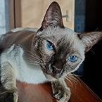 Kiska_olya