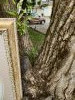 20240629_103756.thumb.jpg.b9a37d54364b86591b2ad585581012b2.jpg?1729615919058