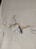 IMG_20241026_171125.thumb.jpg.d0b5d91b14adcbf06bc1ce5c0333d12e.jpg