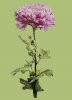 1010912403_.thumb.png.ea144a2e57bdf1f04aa550d73afb76ef.png