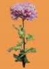 1107814409_.thumb.png.f67c1f2b967f94bb54db25ec5d3fdd0b.png