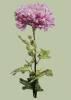1413521666_.thumb.png.d36e1278b8d5343be993c1efff1cf516.png
