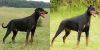 1680526361_animals-pibig-info-p-doberman-s-nekupirovannimi-ushami-i-khvost-33.thumb.jpg.f1494ab6590b109969e7e199d864d7ca.jpg