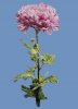 1695647180_.thumb.png.e2eaee77d619e052c72758445dbf257a.png