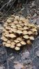IMG-20241027-WA0037.thumb.jpg.fd577fb7fb190b97079225d8eba4b172.jpg