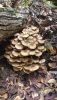 IMG-20241102-WA0033.thumb.jpg.12fbc9dc40a275221c18e0729361b17f.jpg