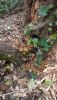 IMG-20241114-WA0004.thumb.jpg.af5f9d86da9286bd4f95ae481ca09a98.jpg