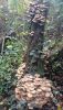 IMG-20241114-WA0005.thumb.jpg.c4badf4c98e0d77087633c80c9a11fdd.jpg