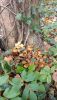 IMG-20241114-WA0009.thumb.jpg.03ade41bfeb08e62d333e4d90ece685c.jpg