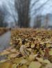 IMG20241113145223.thumb.jpg.c812fc4db870d3d3dd68eb72405e1ca8.jpg