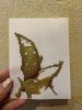 IMG_1144.thumb.jpeg.315363402819e24bd79331e2782b8446.jpeg