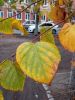 IMG_20241019_112055.thumb.jpg.1cf8b7897bcb6dba216c846b5e9733c2.jpg