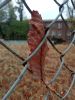 IMG_20241019_114407.thumb.jpg.5ab91e1777c3bed3112bd826f54db1b5.jpg