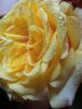 IMG_20241102_085623.thumb.jpg.e74123d68be4ce79bce5056a82b37e95.jpg