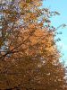 IMG_20241103_150644.thumb.jpg.3d7747d5bcfee3a2ea35c7349749738b.jpg