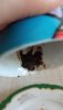 IMG_20241109_110810.thumb.jpg.17bbccefacff87bd20eee67c2fa447b8.jpg