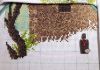 1206419351_.thumb.jpg.0abe54cd2d34f7d9d0c50dafdb8b9e4b.jpg