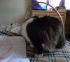 DSC08883.thumb.JPG.70af3d374b7d327a991c566590cd3719.JPG