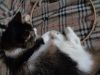 DSC08885.thumb.JPG.a3aa21aa577011ba29fa7d4857a567c8.JPG