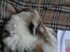 DSC08886.thumb.JPG.7bf2e2aa18fc603d0bd98ba4b72dbe04.JPG
