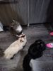 IMG20241220193520.thumb.jpg.367992c99cca4548745991d9e39b445e.jpg