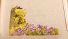 IMG_1650.jpeg