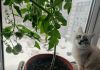 IMG_20241201_214006.thumb.jpg.f052fa80f5fa0fdaf7478db350612bac.jpg