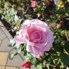 IMG_20241203_114338.thumb.jpg.d01b94a6499c7a689b3895ac67a891d6.jpg
