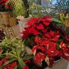 IMG_20241204_141253.thumb.jpg.eb2a7c8e82f3f3f43660355fd51a108a.jpg