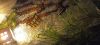 IMG_20241229_160453.thumb.jpg.eafbd14b13473fbb1ef82ce31b724582.jpg