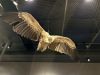 IMG_4940.jpeg