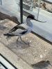 IMG_4946.jpeg