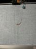 IMG_7524.jpeg