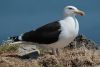 1743198222_Great_Black_Backed_Gull_Irelands_Eye.thumb.jpg.4beb5a1ef3de9788ccf65b80e93e2076.jpg