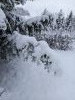 20250112_132900.thumb.jpg.5d9322f4d849385edf90f5a31befa571.jpg?1737990341247